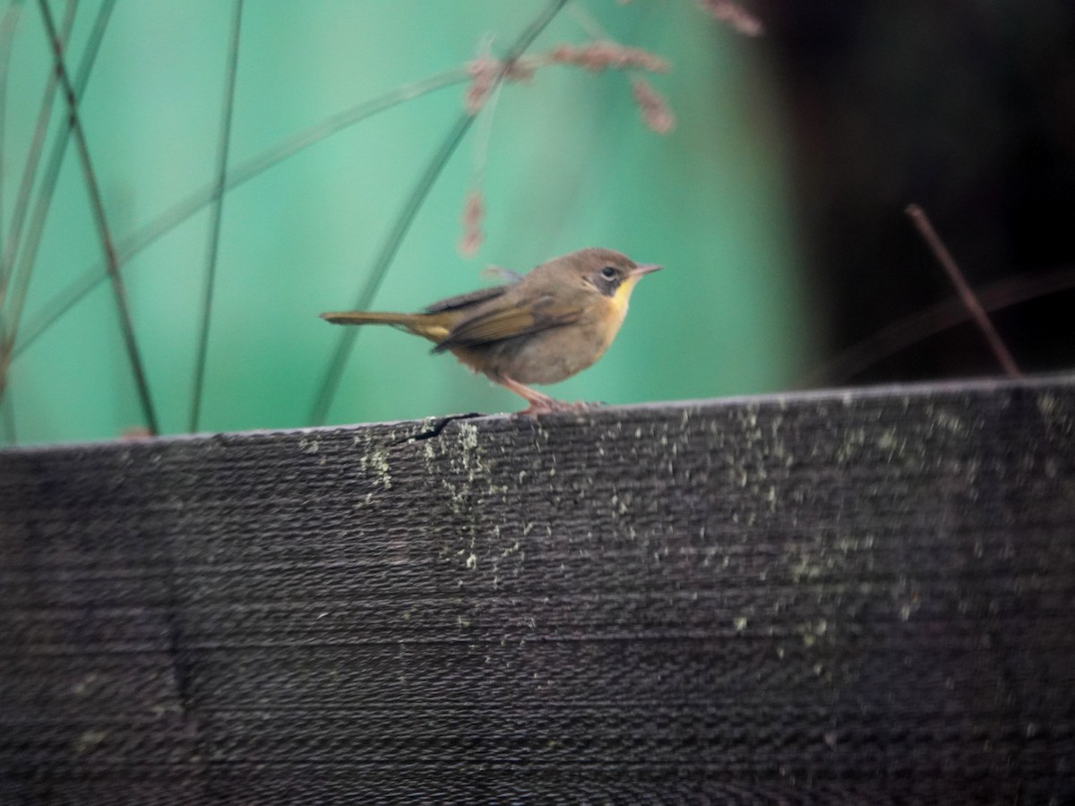 Common Yellowthroat - ML613887690