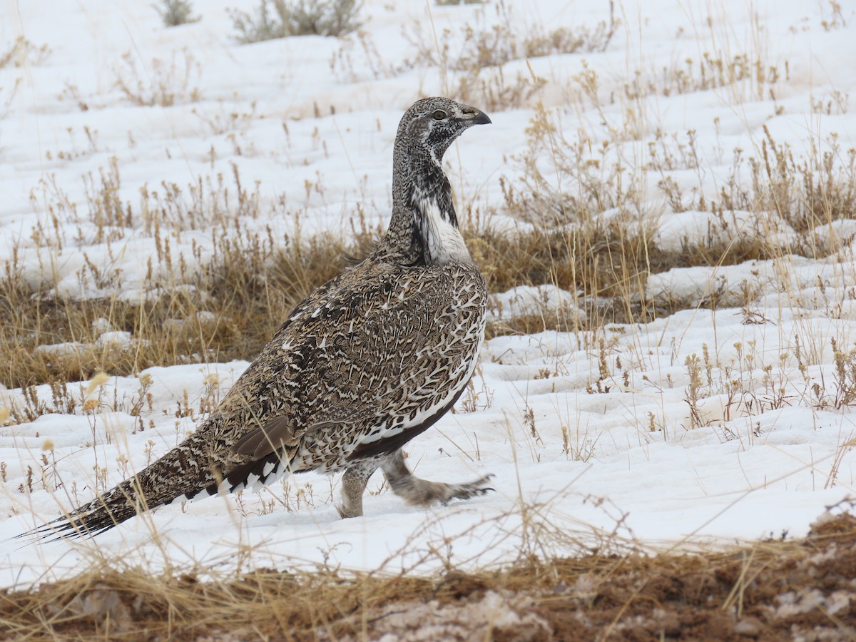 Greater Sage-Grouse - ML613887760