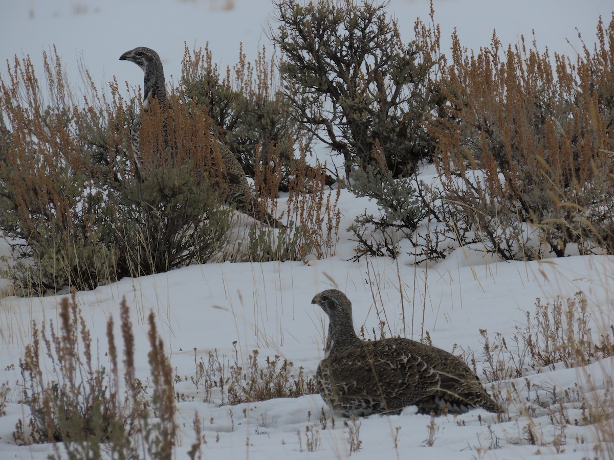 Greater Sage-Grouse - ML613887762