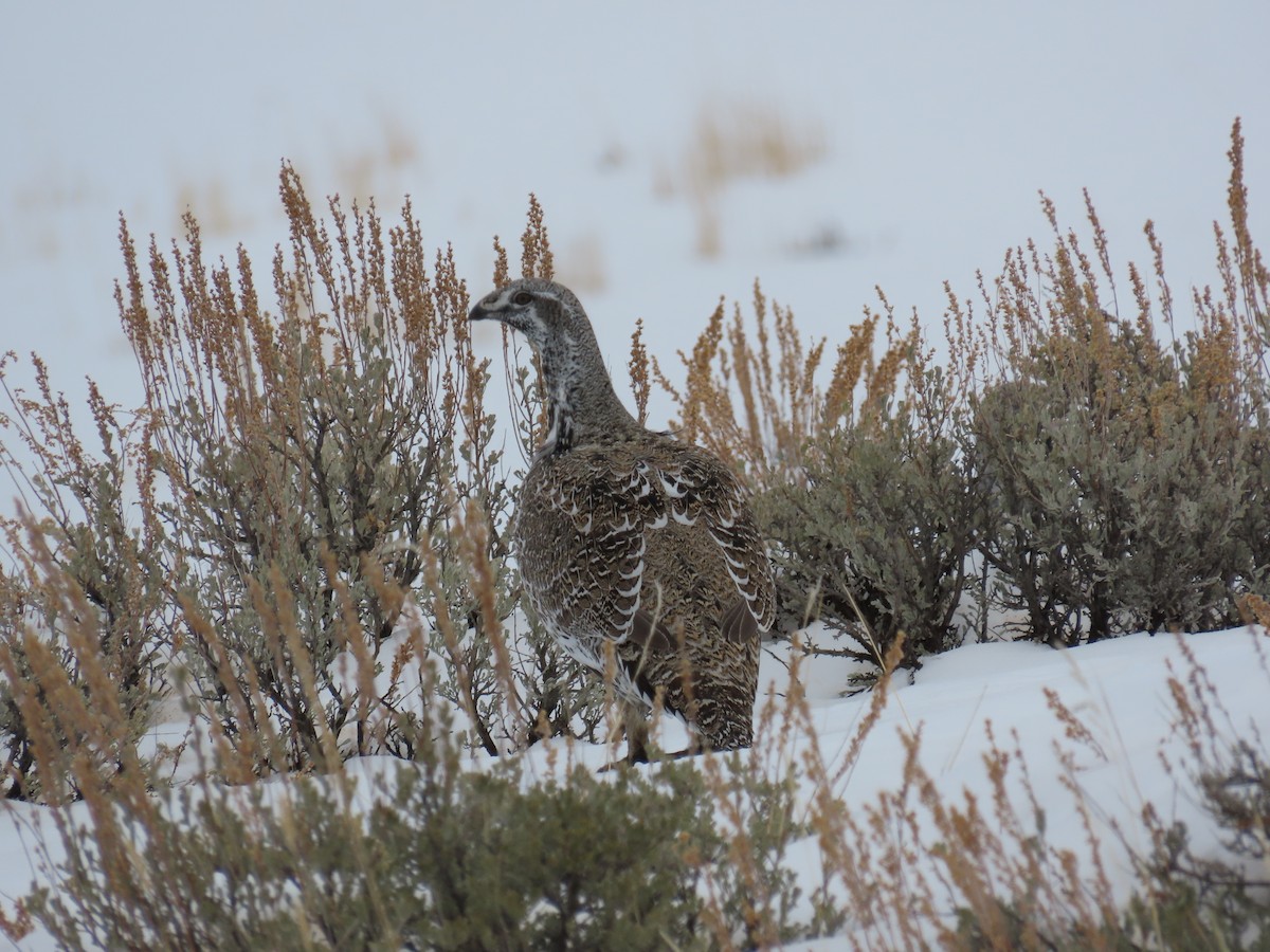 Greater Sage-Grouse - ML613887778