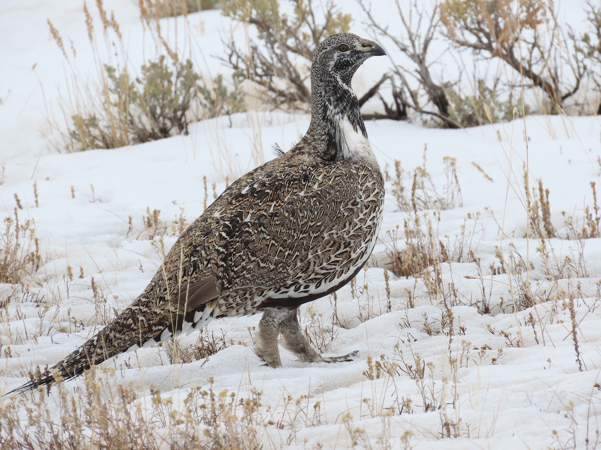 Greater Sage-Grouse - ML613887793