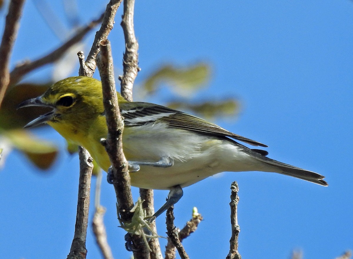 Yellow-throated Vireo - ML613887803