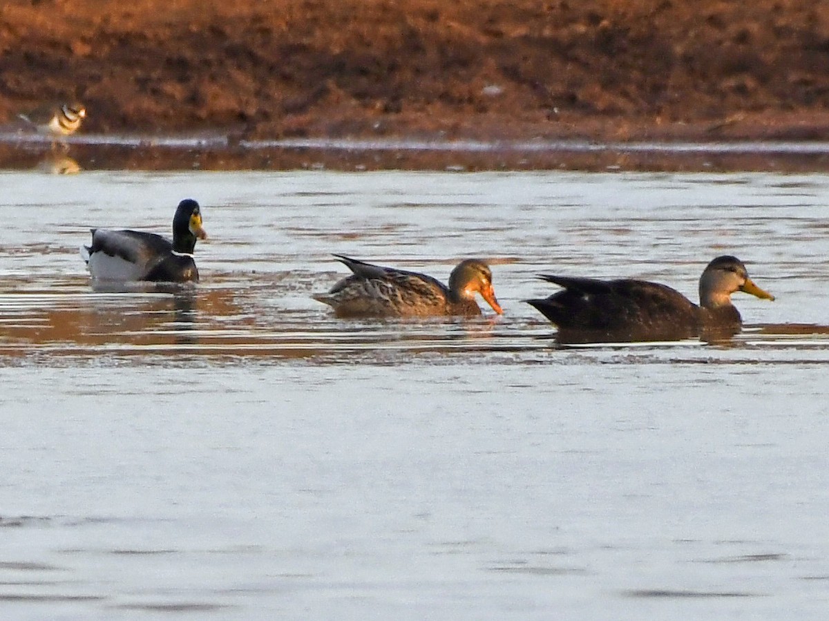 American Black Duck - Joel McNeal