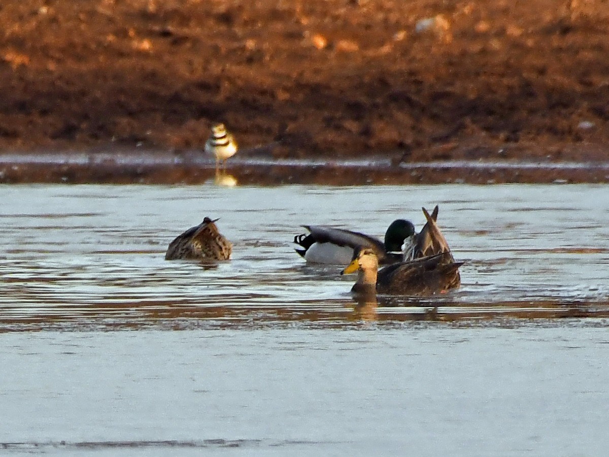 American Black Duck - Joel McNeal