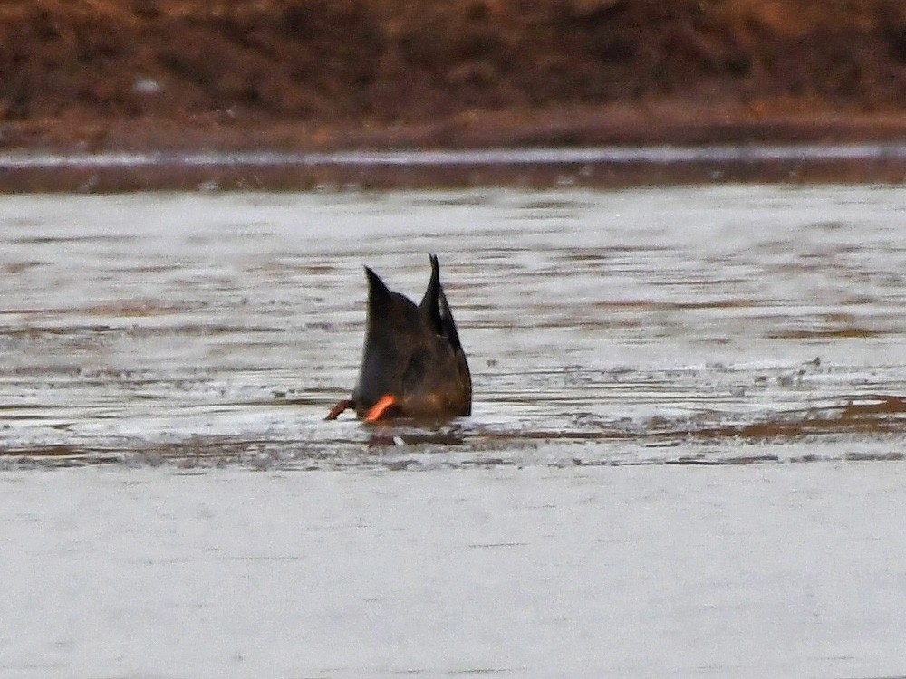 American Black Duck - ML613887818