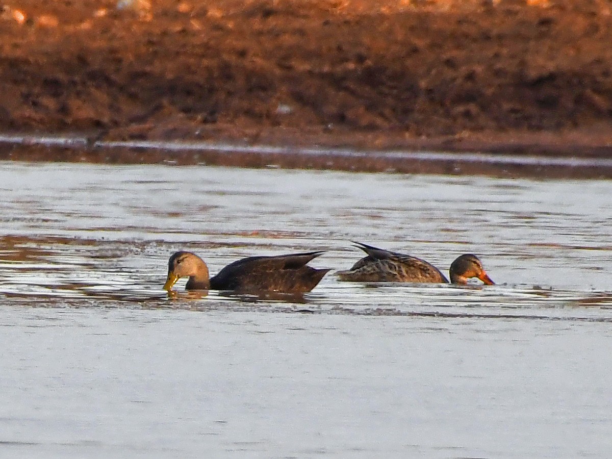 American Black Duck - ML613887819