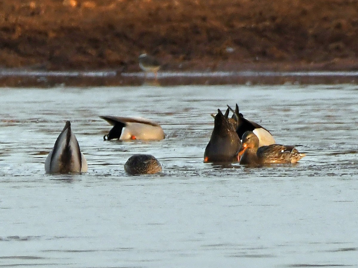 American Black Duck - Joel McNeal