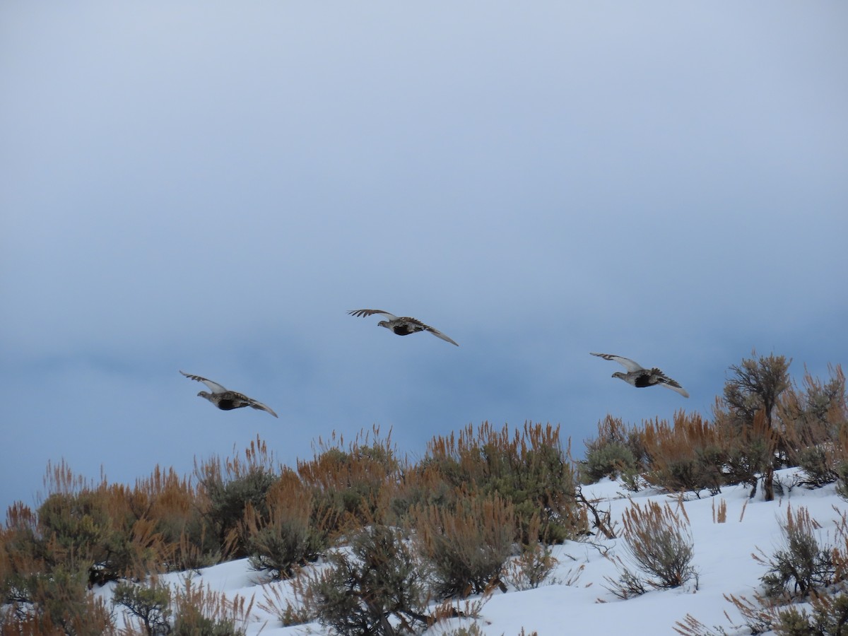 Greater Sage-Grouse - ML613887838