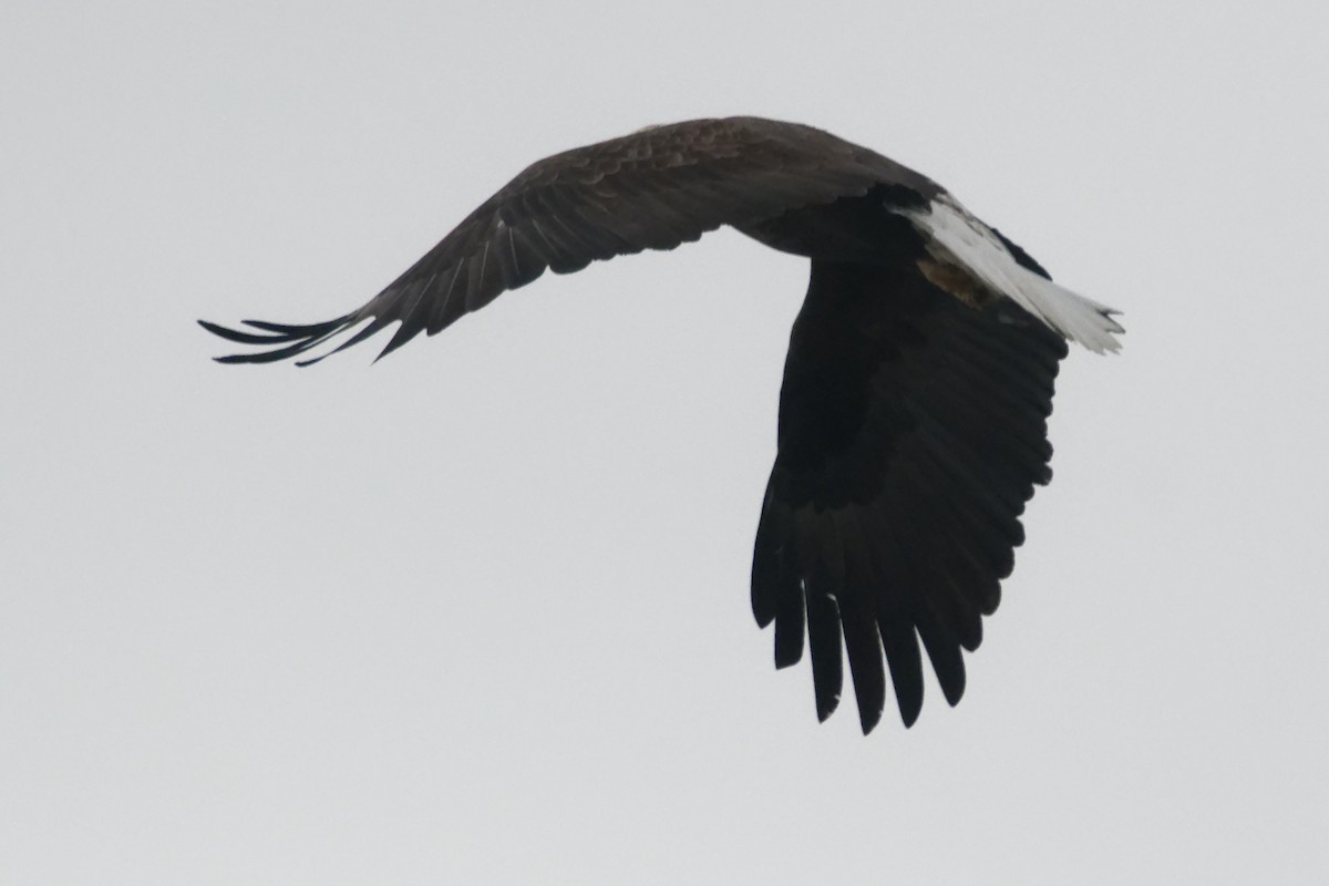 Bald Eagle - ML613887848