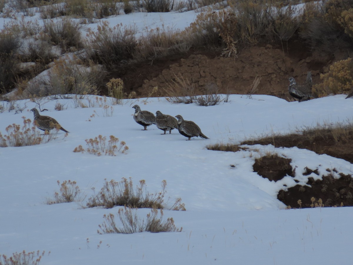 Greater Sage-Grouse - ML613887865