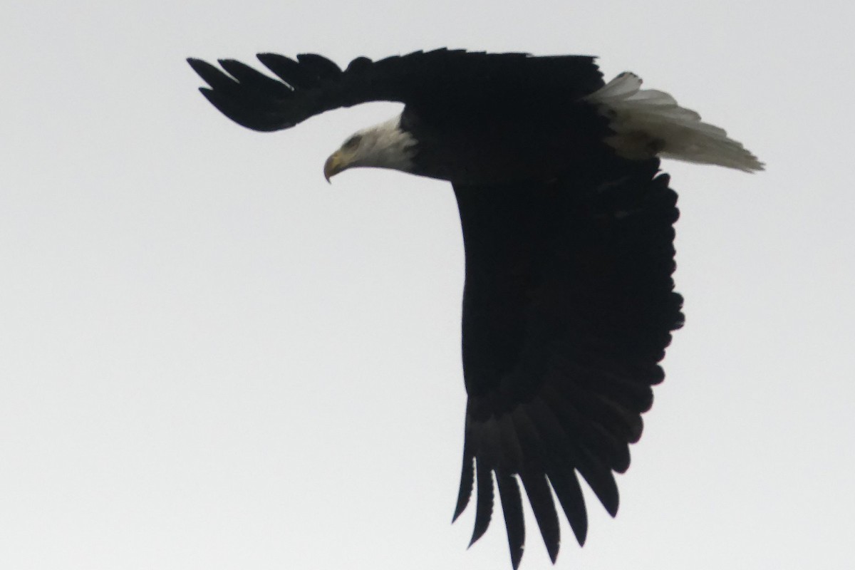 Bald Eagle - ML613887873