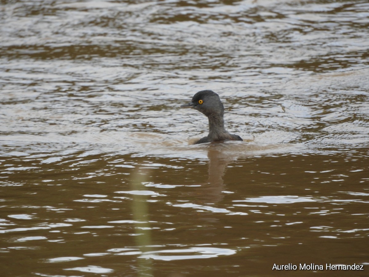 Least Grebe - Aurelio Molina Hernández