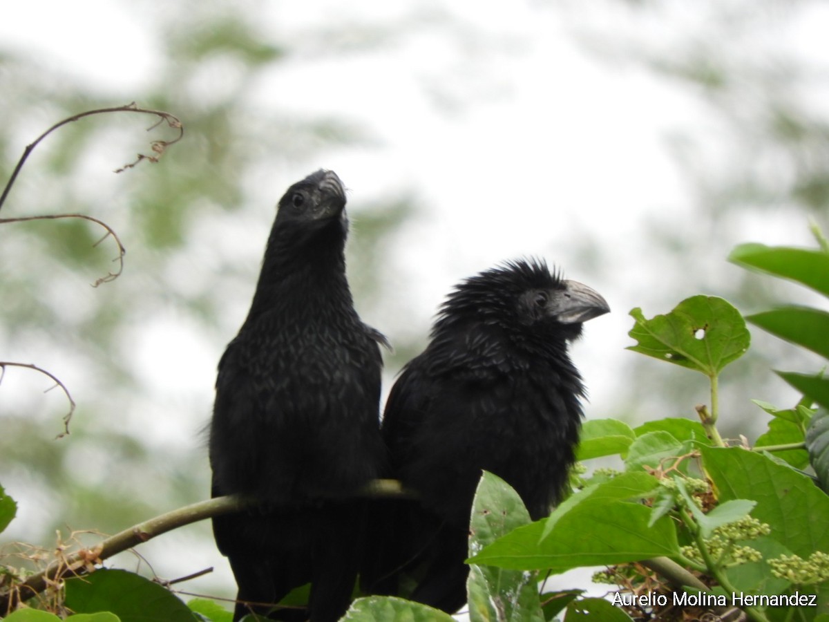 Groove-billed Ani - Aurelio Molina Hernández