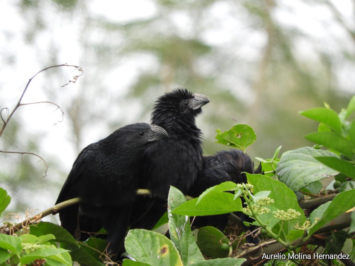 Groove-billed Ani - Aurelio Molina Hernández