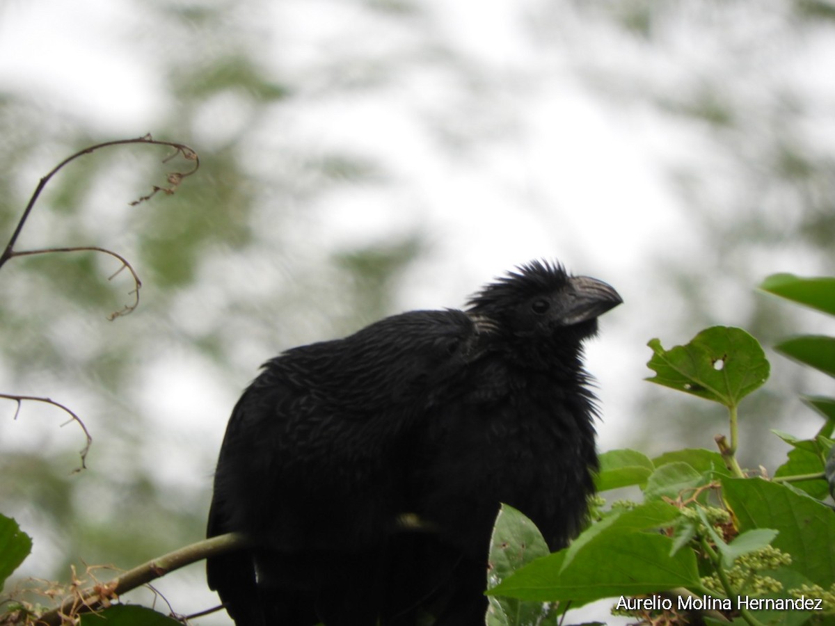 Groove-billed Ani - Aurelio Molina Hernández