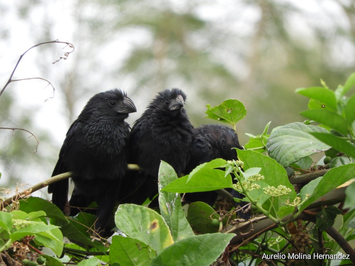 Groove-billed Ani - Aurelio Molina Hernández