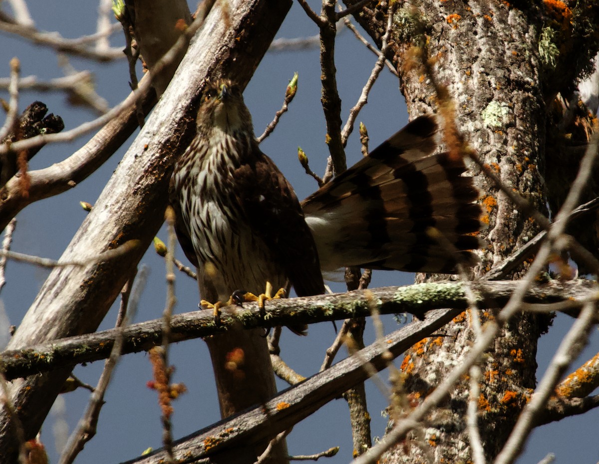 Cooper's Hawk - ML613888101