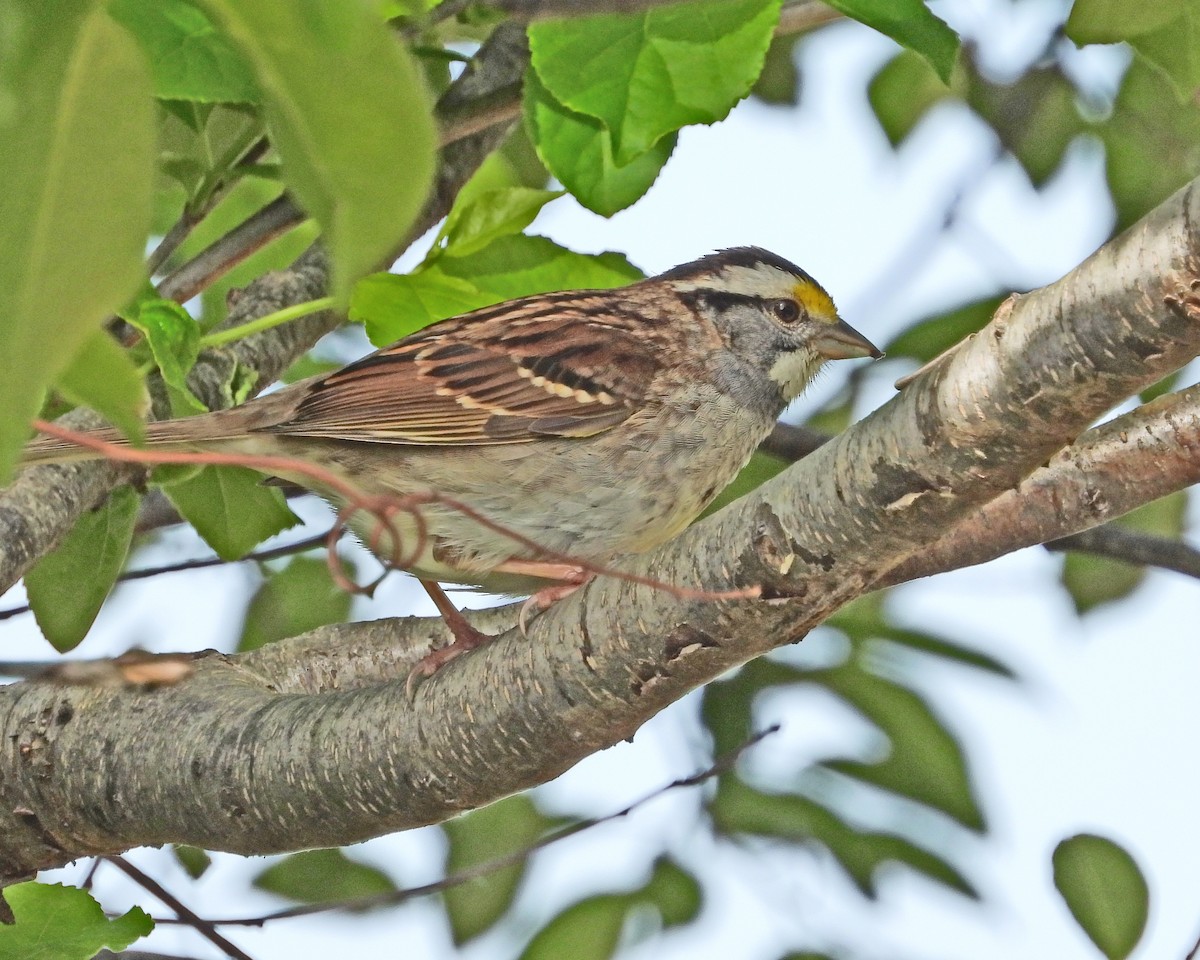 White-throated Sparrow - ML613888102