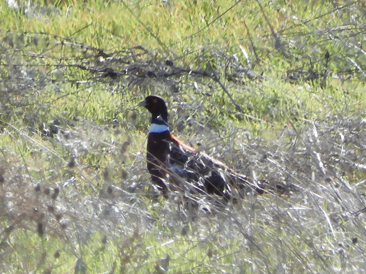 Ring-necked Pheasant - ML613888112