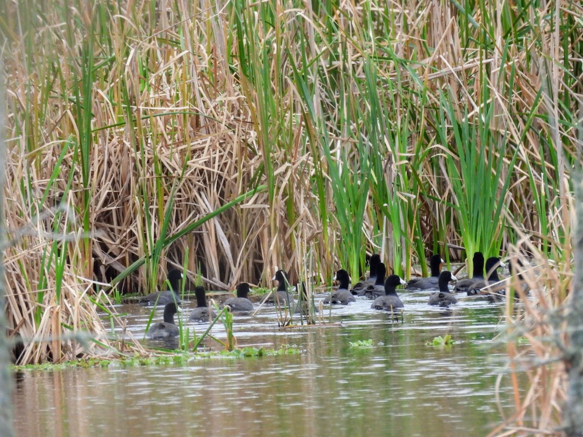 American Coot - ML613888126