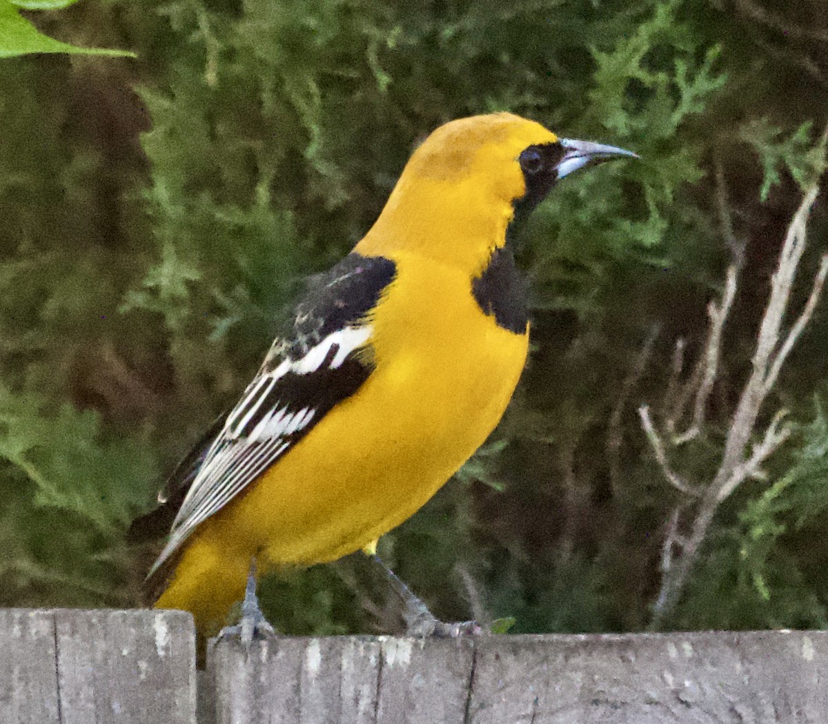 Hooded Oriole - ML613888159