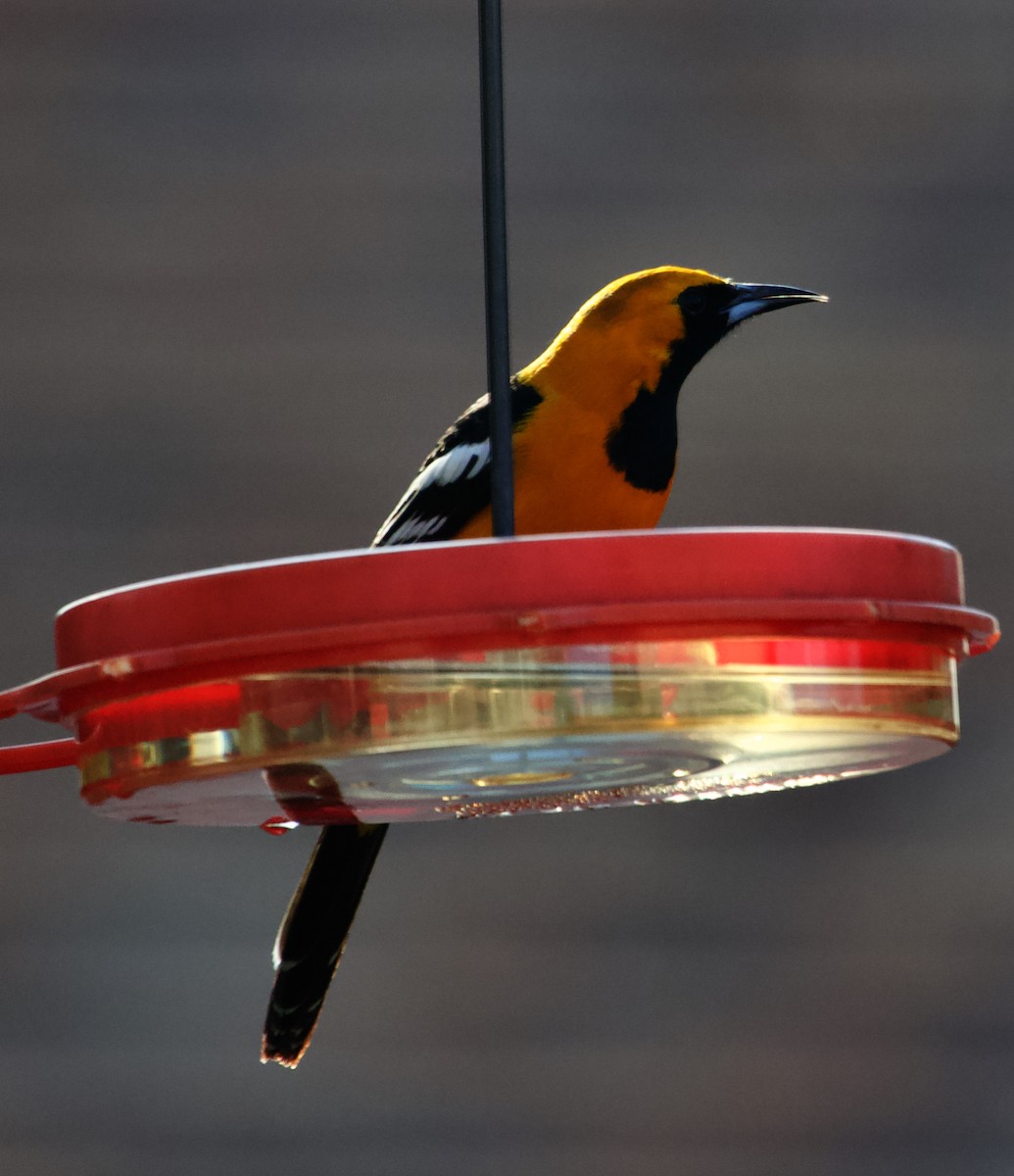 Hooded Oriole - ML613888160