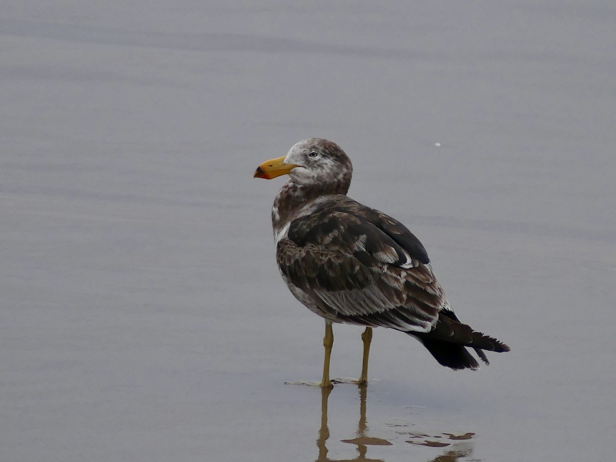 Pacific Gull - Guy Michaud