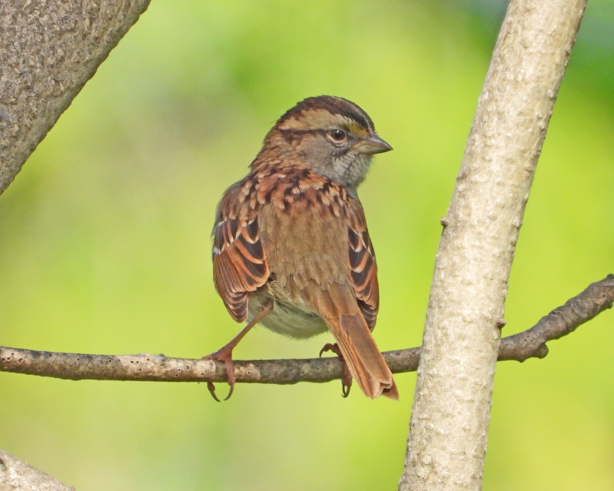 Swamp Sparrow - ML613888187