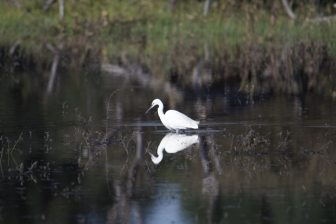 Little Egret - Anonymous