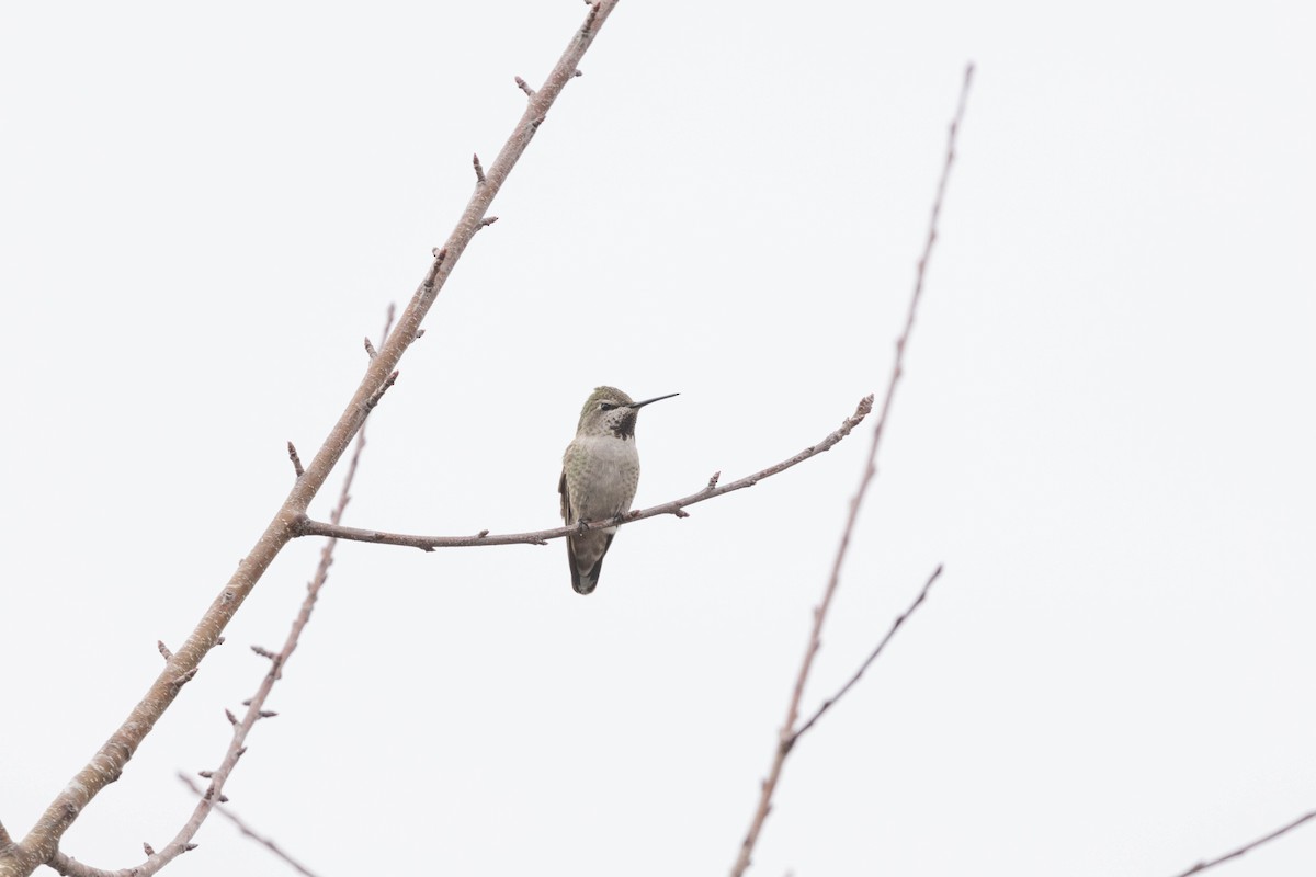 Anna's Hummingbird - ML613888244