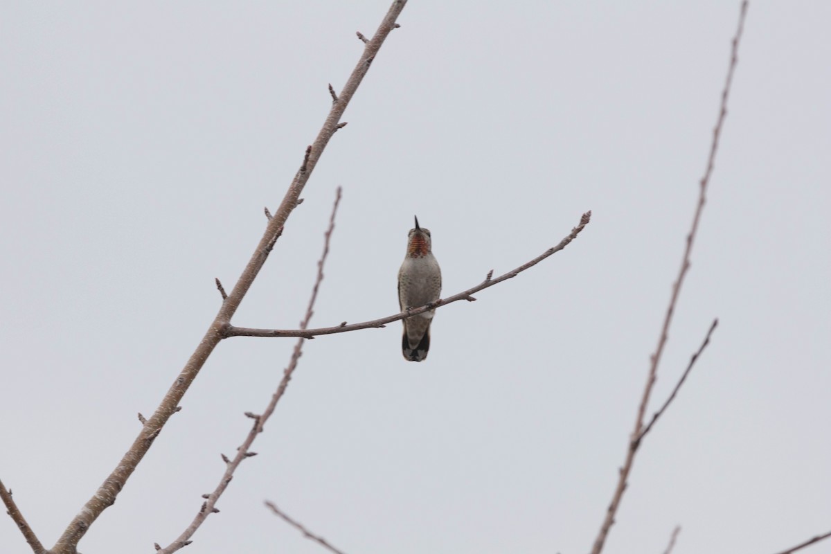 Anna's Hummingbird - ML613888245