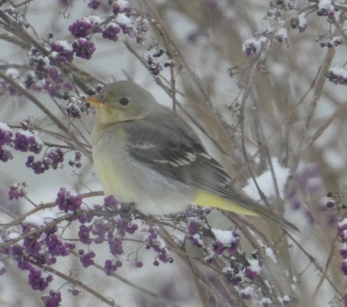 Western Tanager - ML613888294