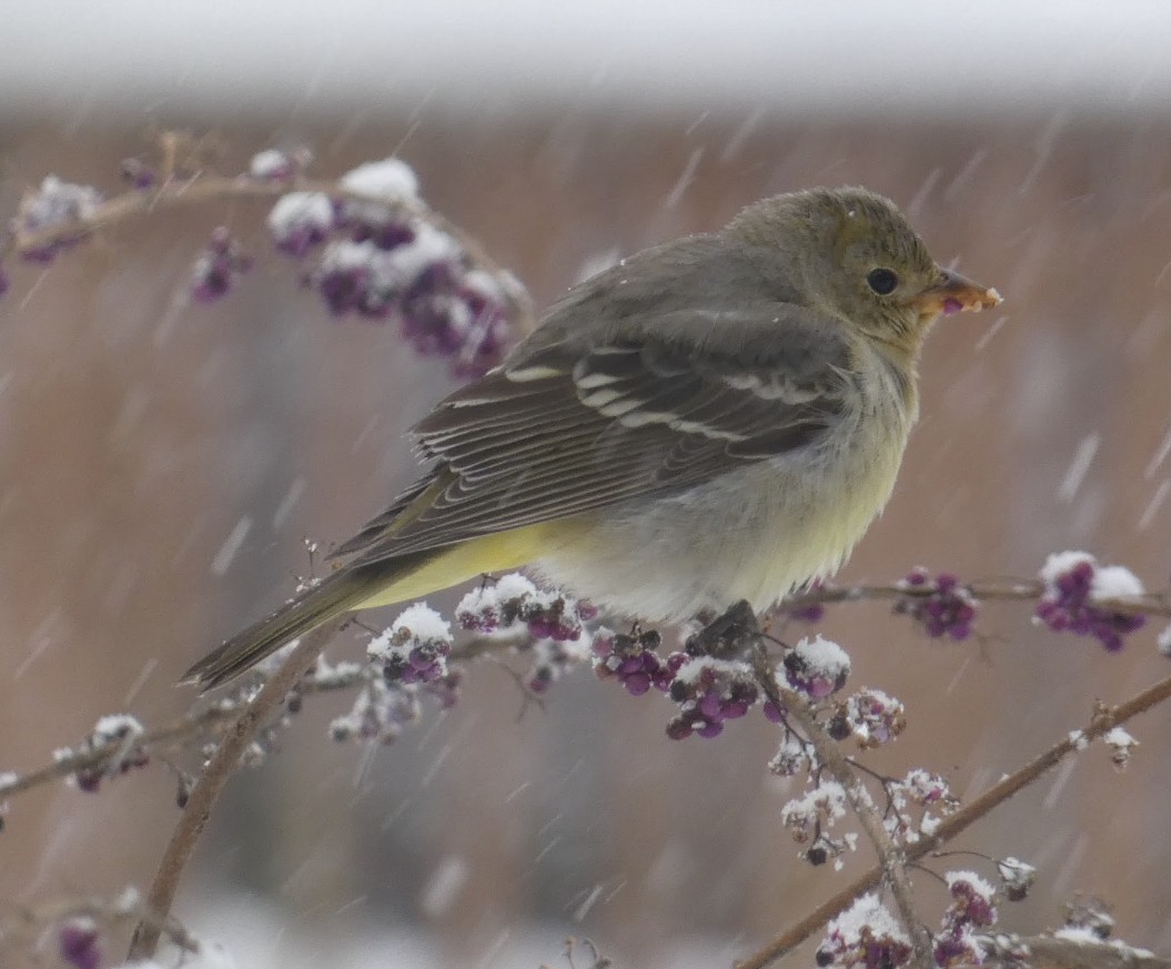 Western Tanager - ML613888325
