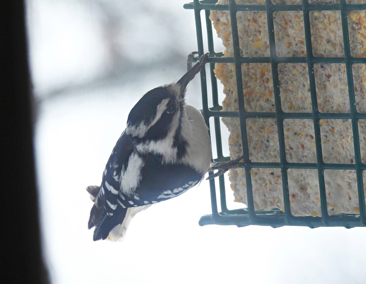 Downy x Hairy Woodpecker (hybrid) - ML613888334
