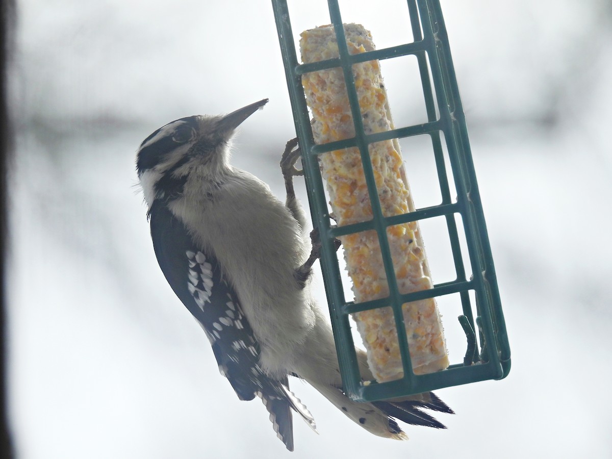 Downy x Hairy Woodpecker (hybrid) - ML613888335