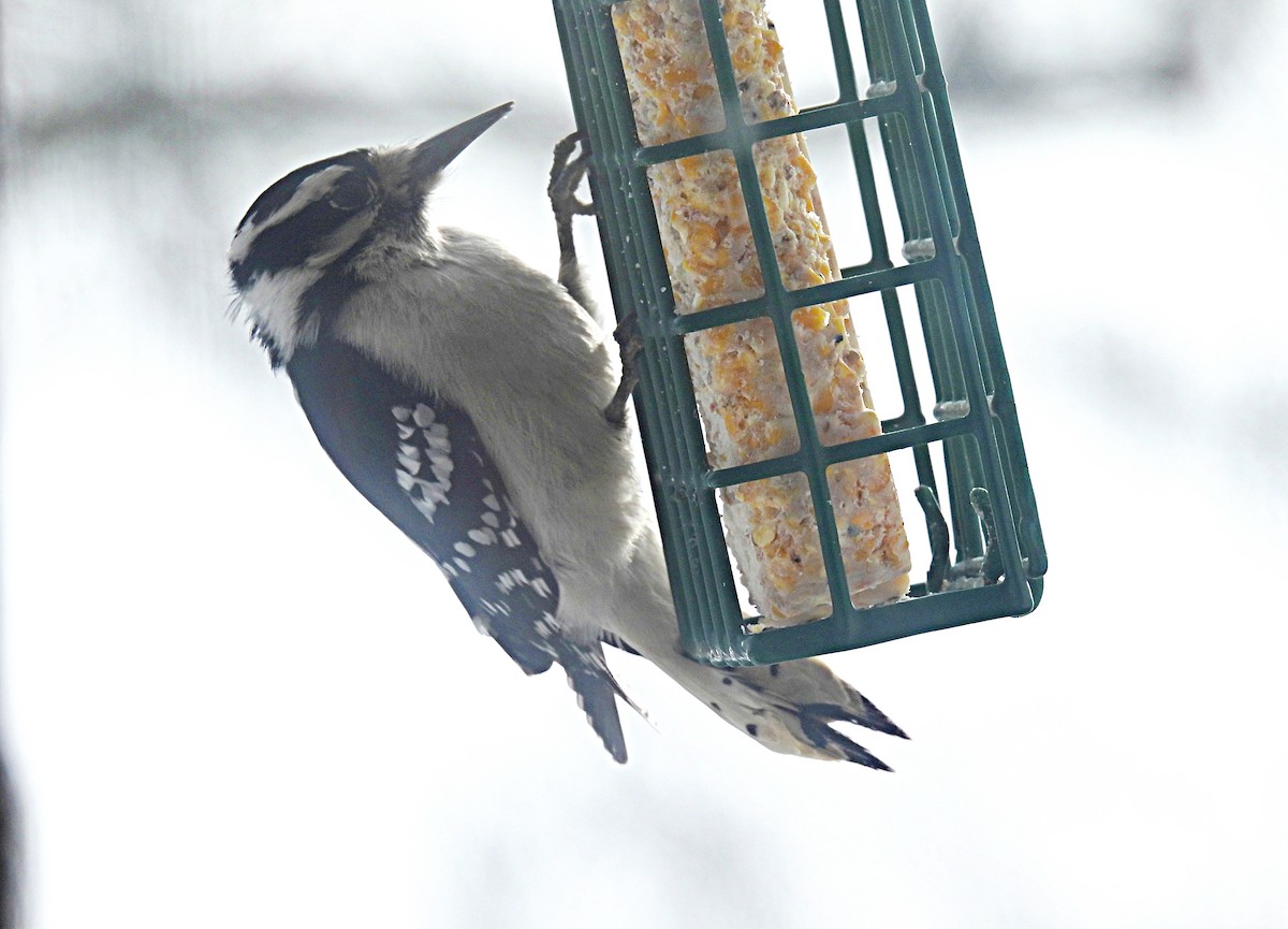 Downy x Hairy Woodpecker (hybrid) - ML613888336