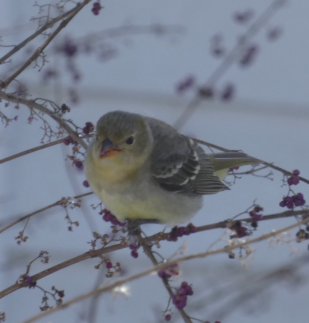 Western Tanager - ML613888343