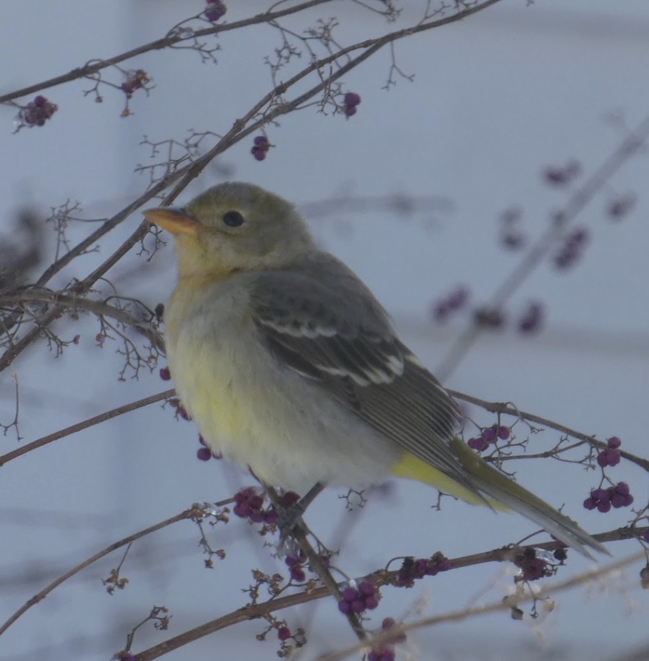 Western Tanager - ML613888344
