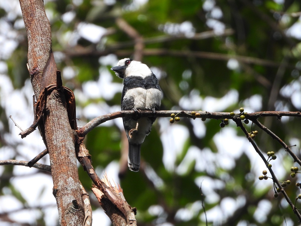 White-necked Puffbird - ML613888379
