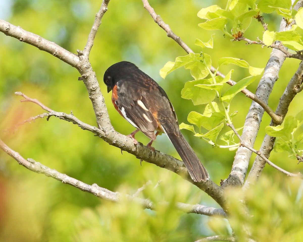 Eastern Towhee - ML613888383