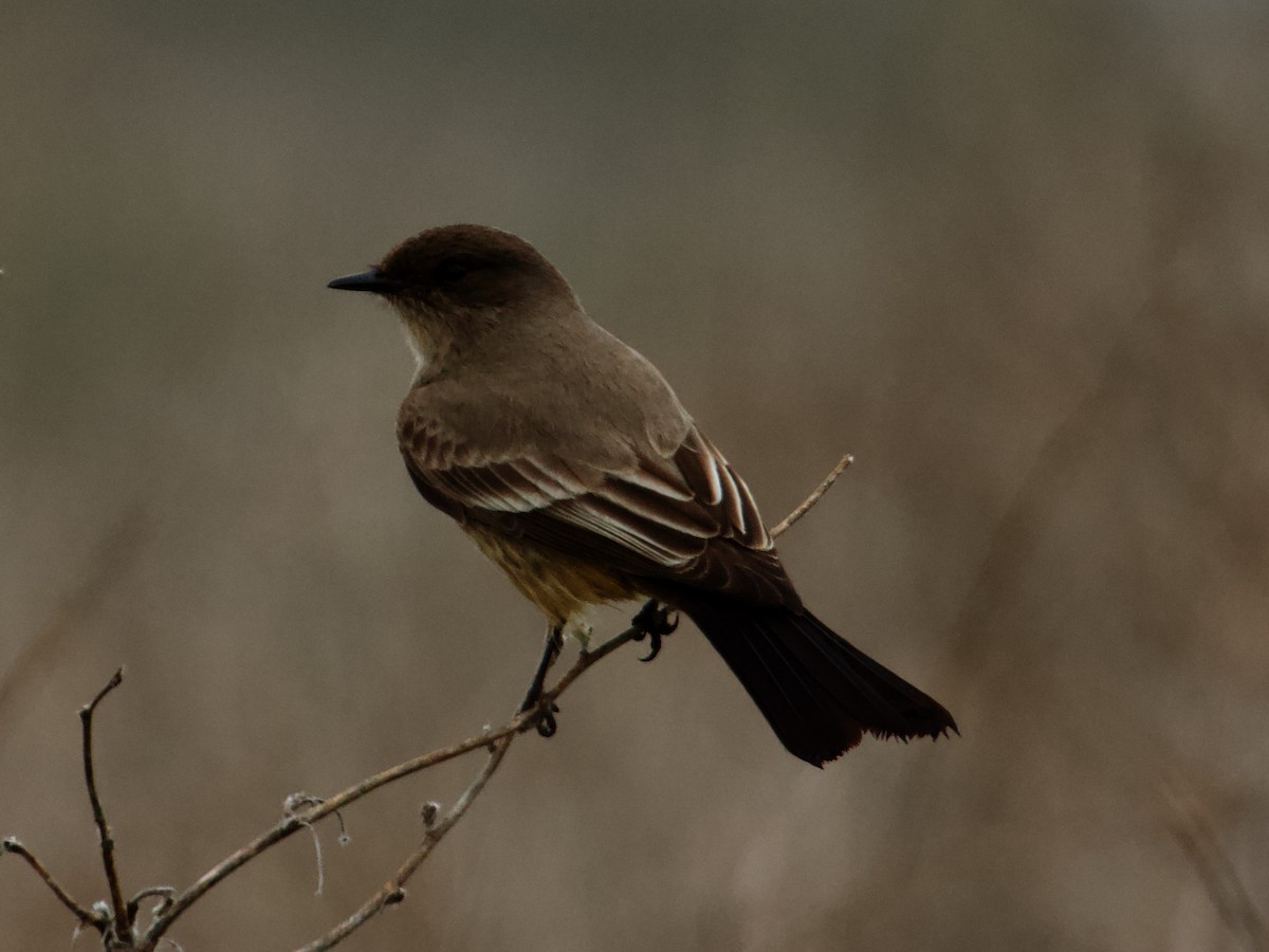 Say's Phoebe - ML613888410