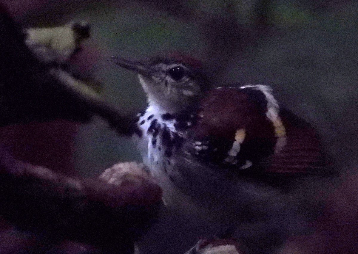 Banded Antbird - ML613888439