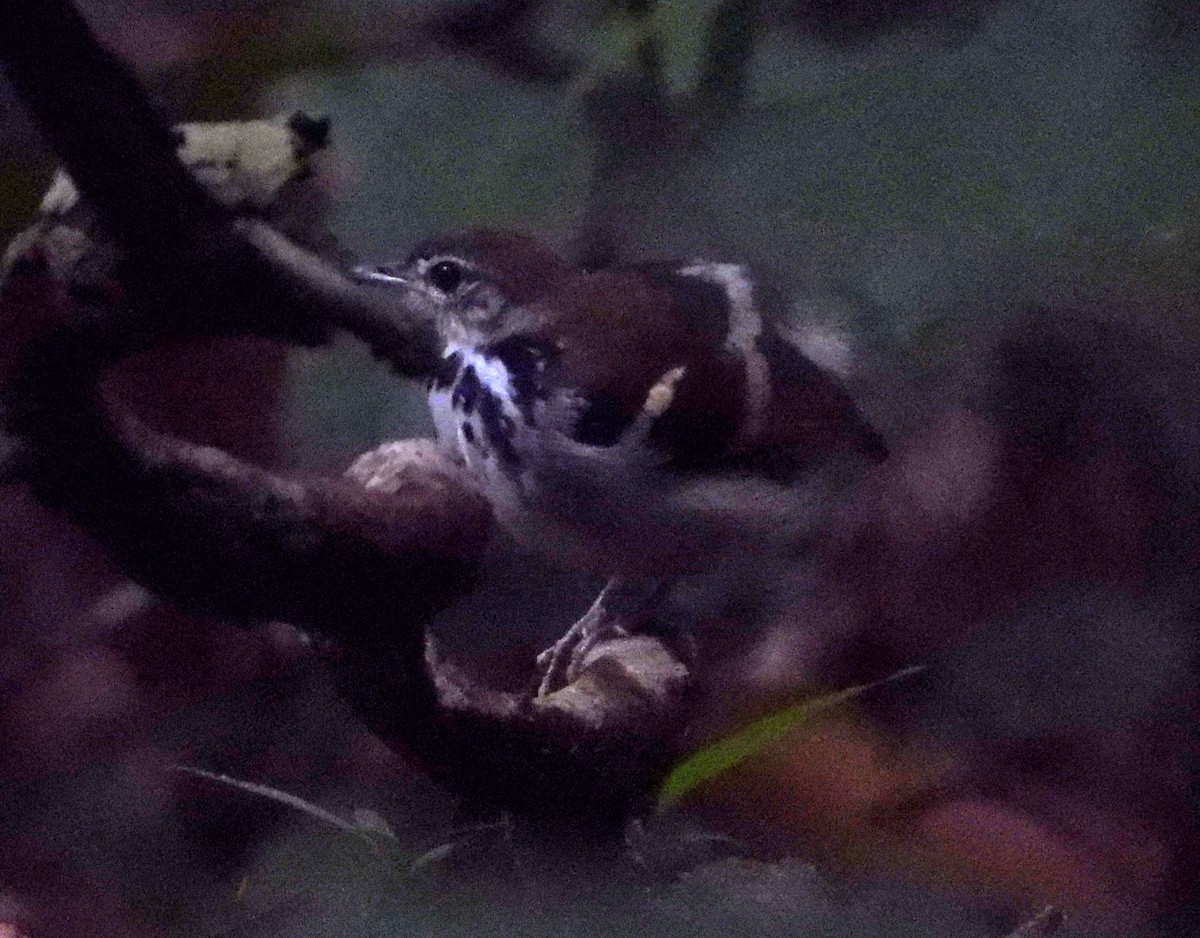 Banded Antbird - ML613888440