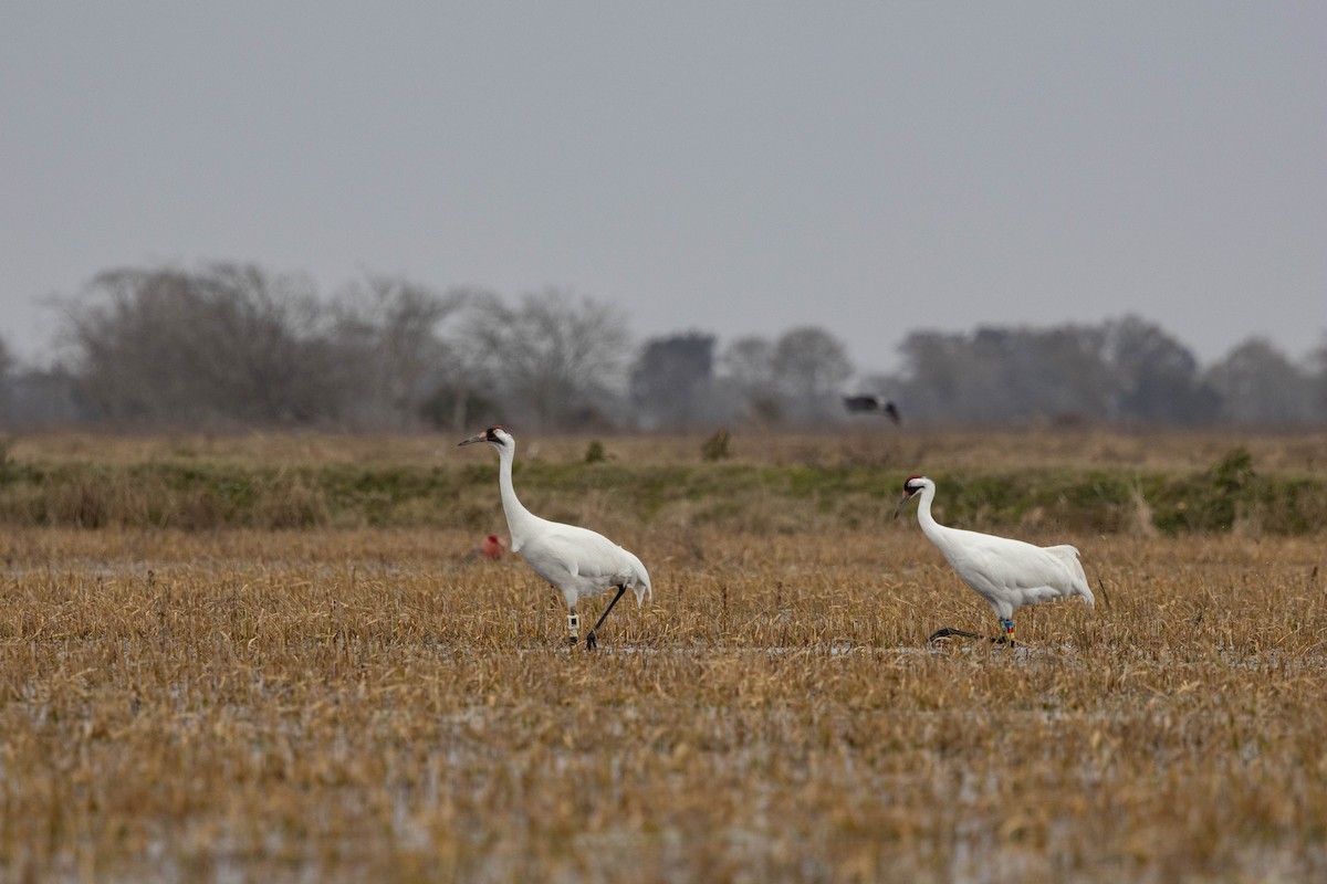 Whooping Crane - ML613888457