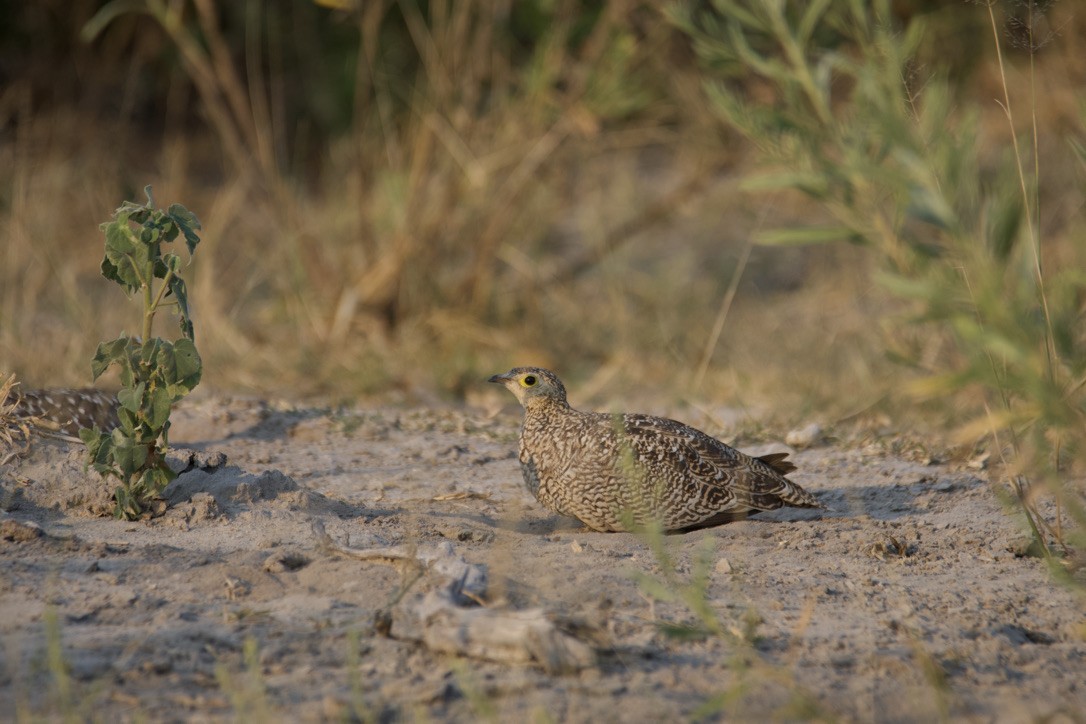 Namaqua Sandgrouse - ML613888471