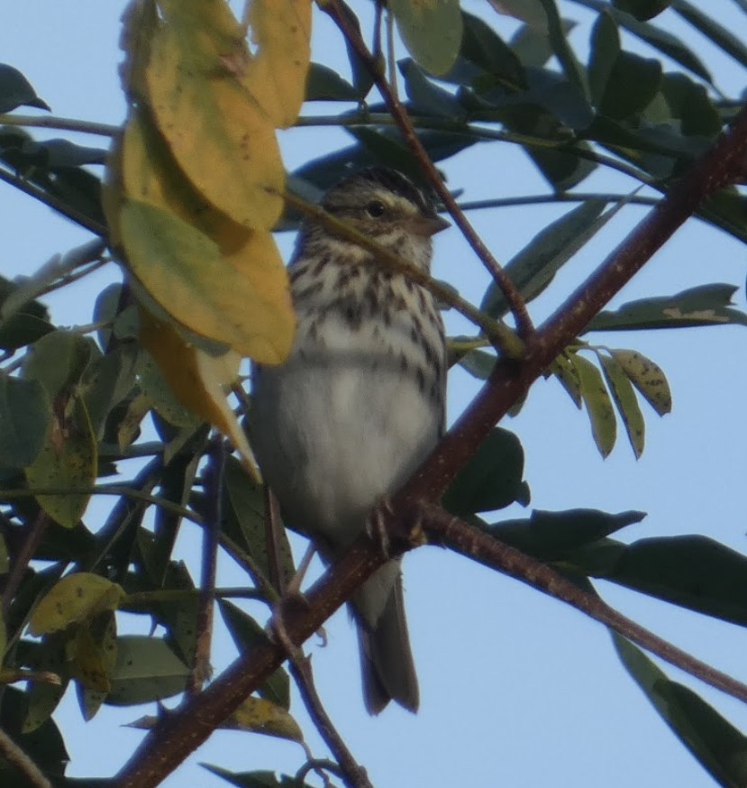 Savannah Sparrow - ML613888495