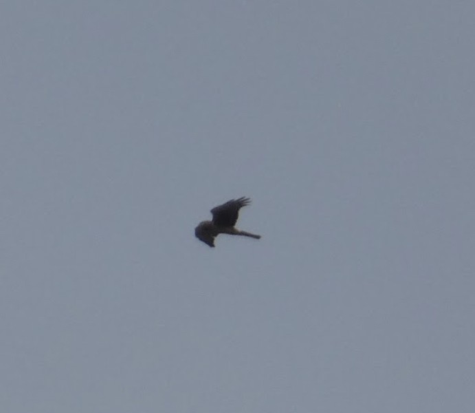 Northern Harrier - ML613888515