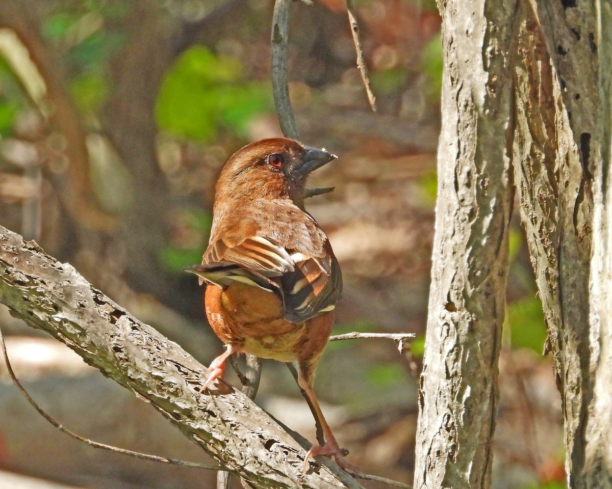 Eastern Towhee - Aubrey Merrill