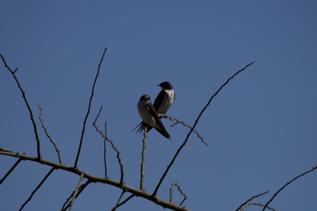 Pearl-breasted Swallow - ML613888546