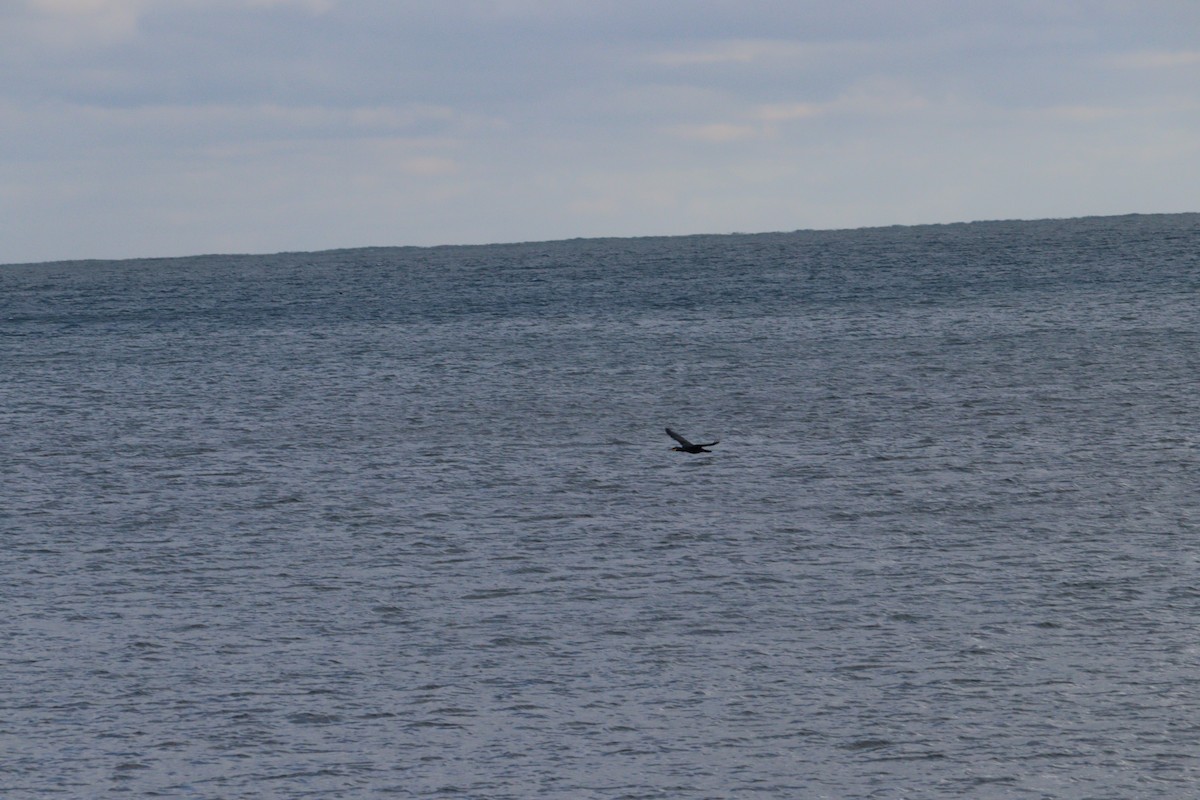 Double-crested Cormorant - ML613888564